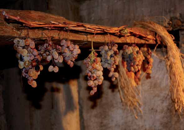 Primavera nel Marghine Ogliastra e Baronia - Ilbono 2014 uva rossa