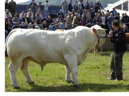Il 9 e 10 Aprile 2016 Fiera Zootecnica e Agro Alimentare a Ozieri.
