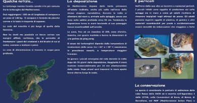 Informazioni sulle Nidificazioni di Tartaruga comune Caretta caretta sulle spiagge della Sardegna