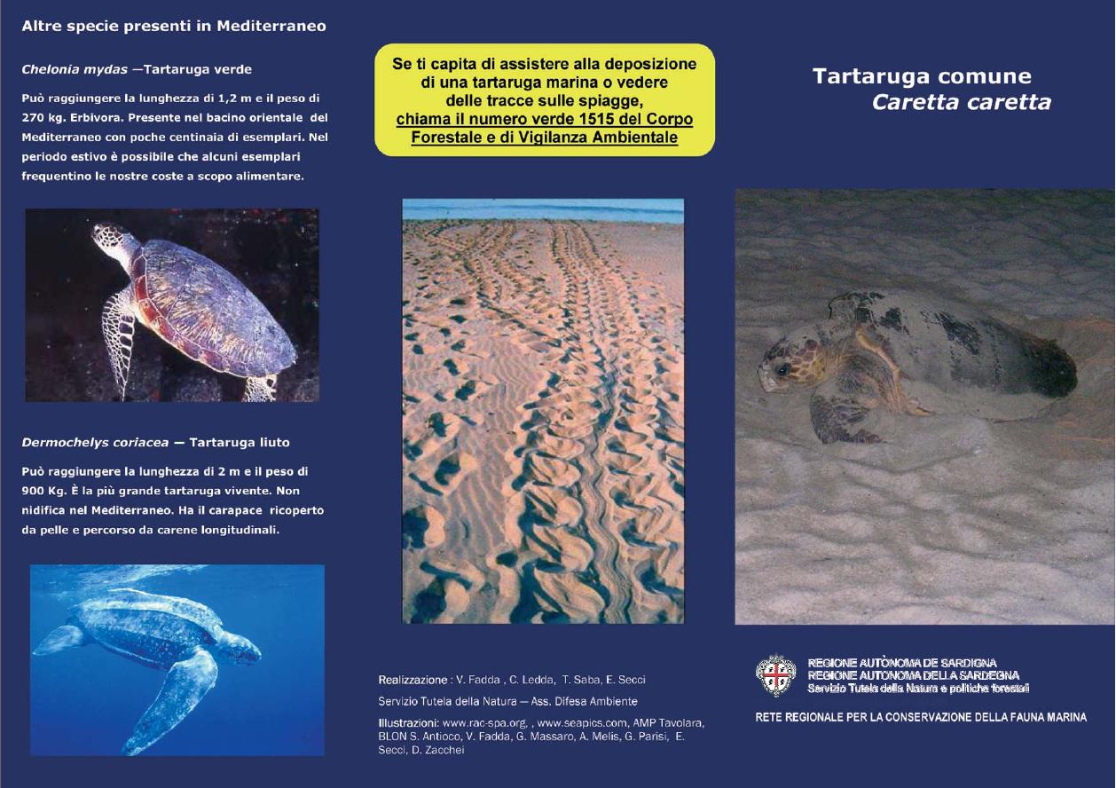Nidificazioni di Tartaruga comune Caretta caretta sulle spiagge della Sardegna