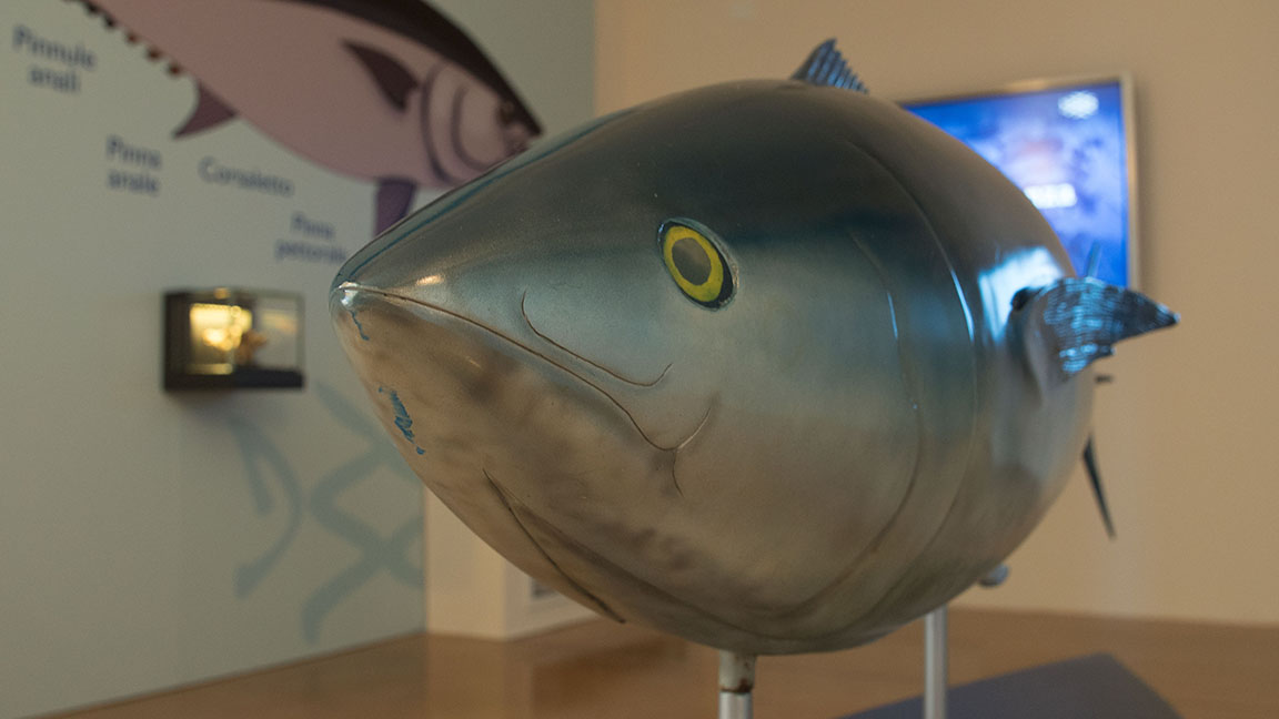 Stintino 4 ottobre 2017 Museo della Tonnara convegno internazionale “Fish and fishing community”. 